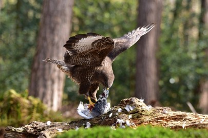 bdbuizerd oosterhout 22 10 Oosterhout 2022