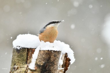 bdboomklever 2023 04 Januari sneeuw 2023