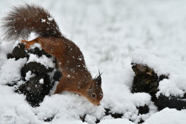 bdeekhoorn 36 Januari sneeuw 2023