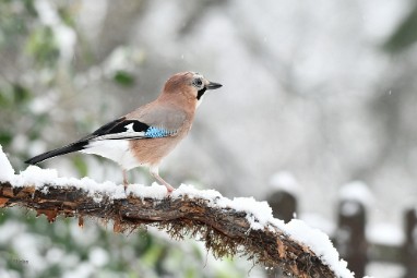 bdgaai 2023 01 Januari sneeuw 2023