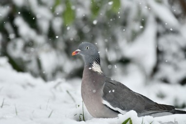 bdhoutduif 01 Januari sneeuw 2023