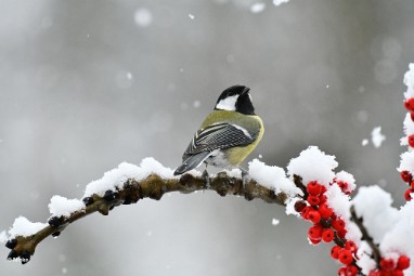 bdkoolmees 2023 23 Januari sneeuw 2023