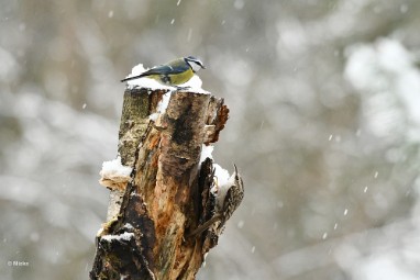 bdpimpelmees 2023 03 Januari sneeuw 2023