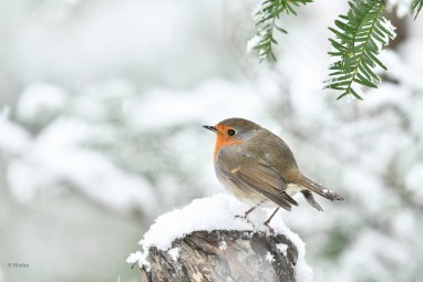 bdroodborst 06 Januari sneeuw 2023