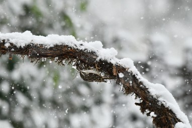 boomkruiper 2023 13a Januari sneeuw 2023