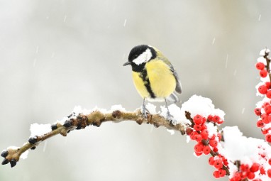 koolmees 2023 27 Januari sneeuw 2023