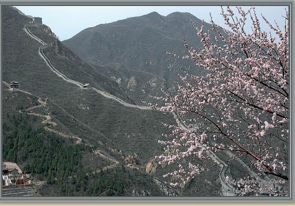 Lente en bloesem in China