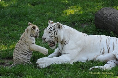 MiekeDierentuin tijger met jong Expo 2008